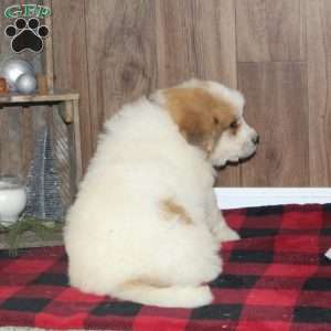 Rolo, Great Pyrenees Puppy